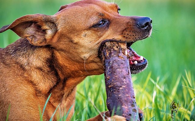 Pourquoi les chiens vomissent de la bile jaune