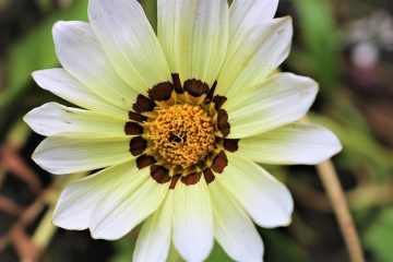 Pourquoi mon buisson d'aubépine rose perd ses feuilles et devient brun ?