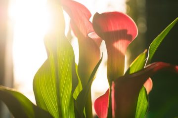 Pouvez-vous planter une Calla Lilly à l'extérieur ?