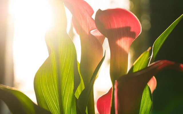 Pouvez-vous planter une Calla Lilly à l'extérieur ?