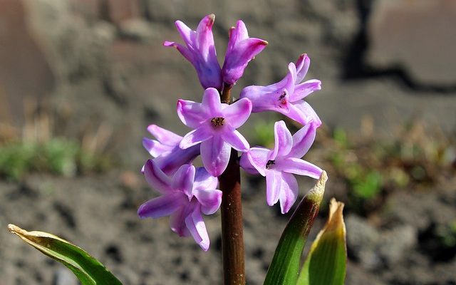 Pouvez-vous tailler les plants de fuchsia en arrière ?