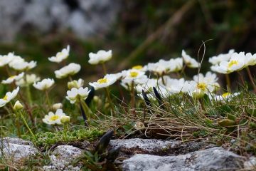 Quand le ranunculus est-il en saison ?