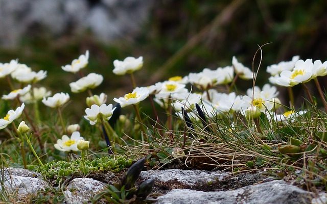 Quand le ranunculus est-il en saison ?