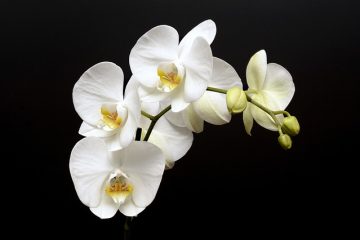 Que faire lorsque les fleurs d'orchidées meurent ?