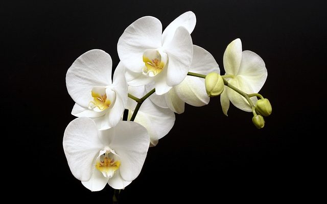 Que faire lorsque les fleurs d'orchidées meurent ?