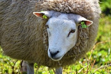 Que mangent les animaux des bois ?