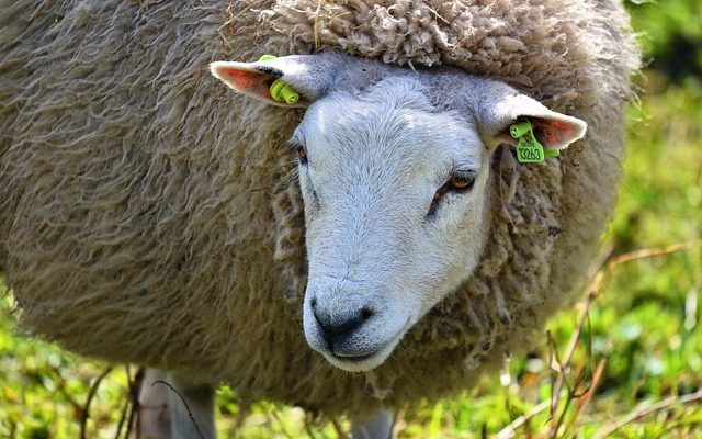 Que mangent les animaux des bois ?