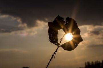 Quel type de transfert de chaleur un feu de bois utilise-t-il ?