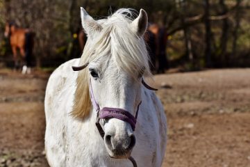 Quelles sont les causes du saut d'oreille chronique ?