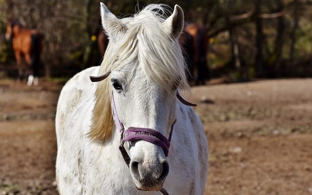 Quelles sont les causes du saut d'oreille chronique ?