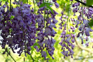 Qu'est-ce qu'Evergreen Wisteria ?