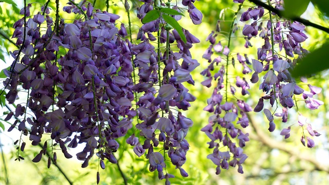 Qu'est-ce qu'Evergreen Wisteria ?