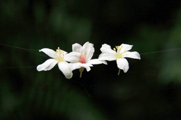 Qu'est-ce qu'un bon répulsif pour les araignées ?