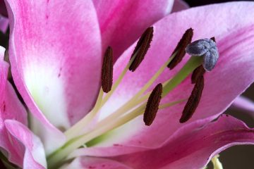 Structure de la fleur de tulipe