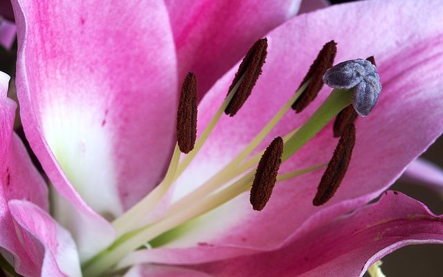 Structure de la fleur de tulipe