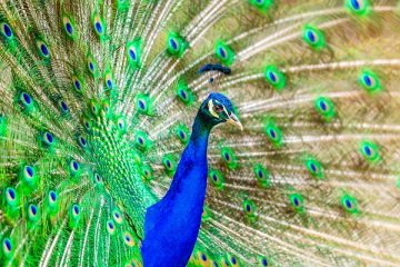 Symptômes Diagnostic dans l'agriculture de la volaille de Peafowl Agriculture