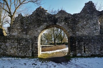 Système racinaire d'un poirier ornemental