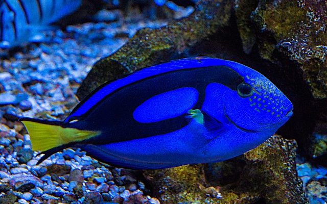 Taches brunes sur les plantes d'aquarium