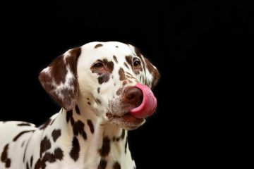 Taches de larmes de vinaigre et de chien