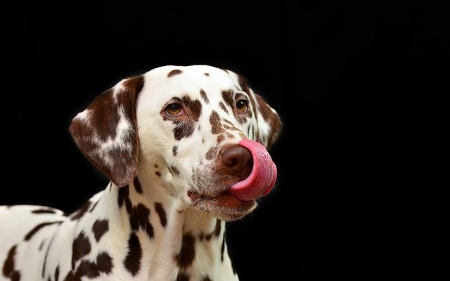 Taches de larmes de vinaigre et de chien