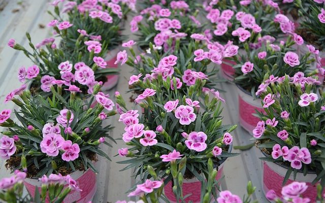 Types de fleurs à commander pour les funérailles d'un homme