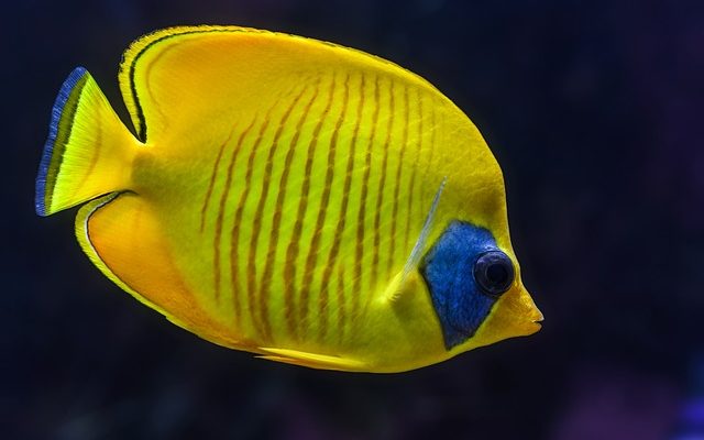 Types de poissons pour un aquarium tropical
