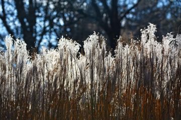 Variétés d'herbe de la pampa