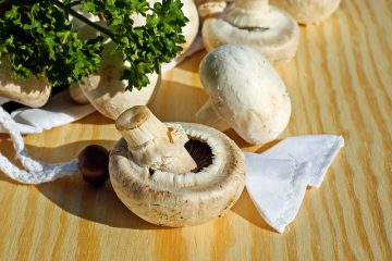 Comment cultiver des spores de frai de champignons et Agaricus Campestris Campestris