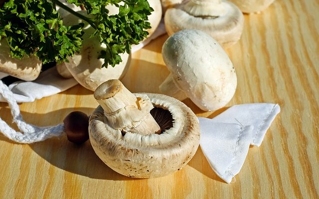 Comment cultiver des spores de frai de champignons et Agaricus Campestris Campestris