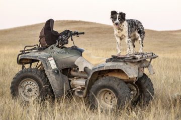 Comment devenir dresseur de chiens en Ecosse