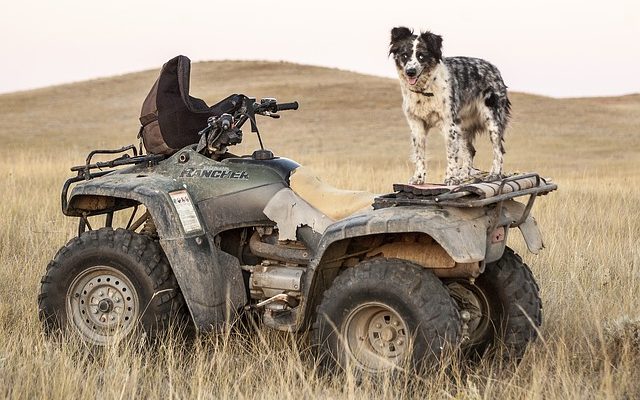 Comment devenir dresseur de chiens en Ecosse