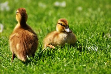 Comment élever des canards colverts dans la nature