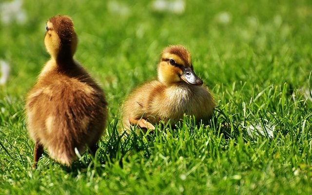 Comment élever des canards colverts dans la nature