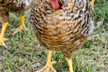 Comment élever des poulets de chair