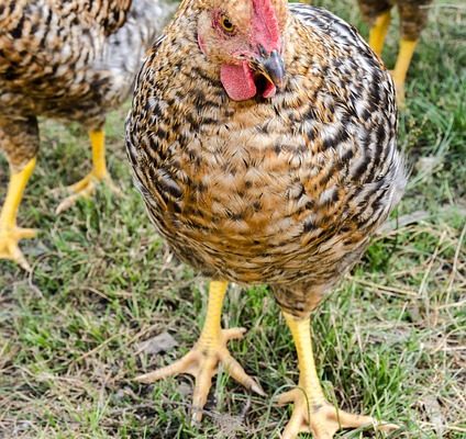 Comment élever des poulets de chair