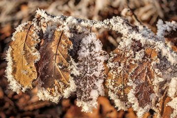 Comment enlever les taches de moisissure noire sur les planchers de chêne