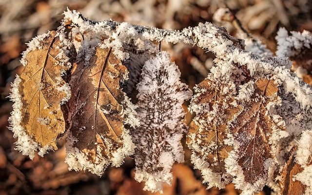 Comment enlever les taches de moisissure noire sur les planchers de chêne