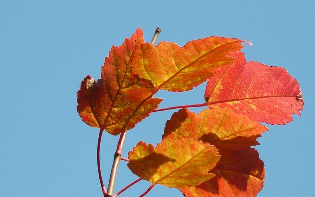 Comment faire des courtepointes pour une œuvre de bienfaisance