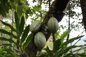 Comment faire du thé à la coca