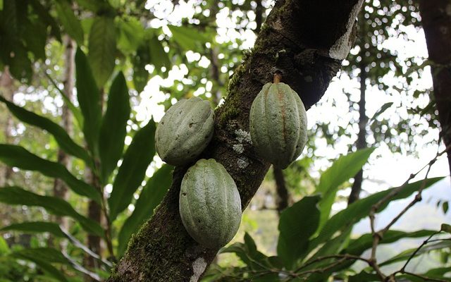 Comment faire du thé à la coca