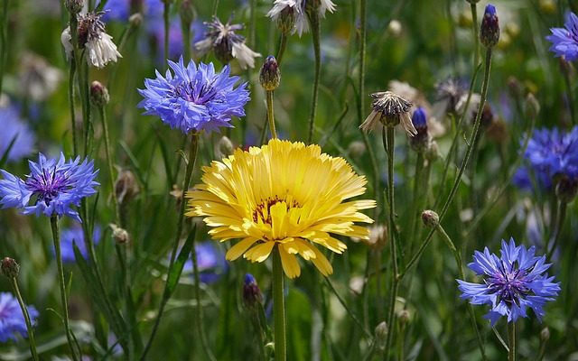 Comment mettre une fleur fraîche dans la résine