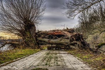 Comment placer les pavés autour d'un arbre