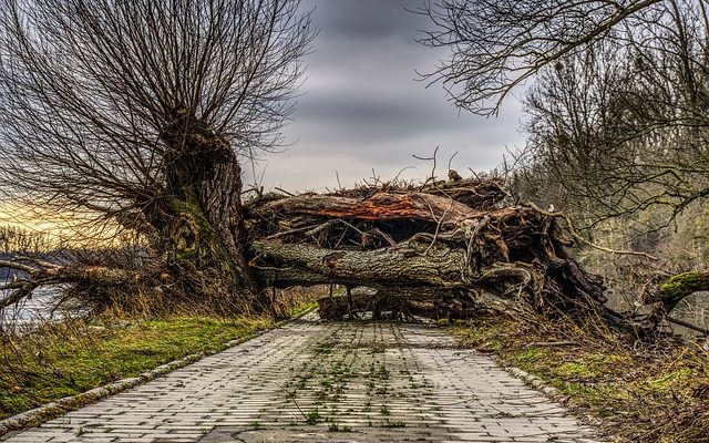 Comment placer les pavés autour d'un arbre