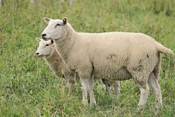 Comment prendre soin d'un manteau en peau de mouton