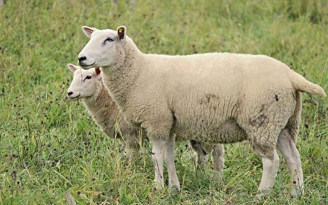 Comment prendre soin d'un manteau en peau de mouton