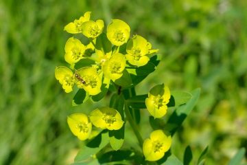 Comment se débarrasser des fourmis sous le pavage