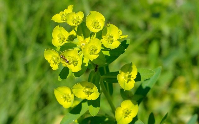 Comment se débarrasser des fourmis sous le pavage