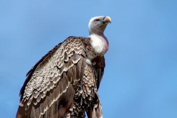 Comment se débarrasser des oiseaux dans un loft