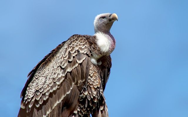 Comment se débarrasser des oiseaux dans un loft