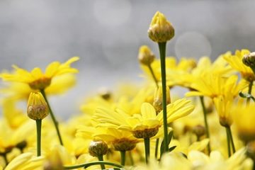 Comment tailler l'Argyranthemum Frutescens Frutescens